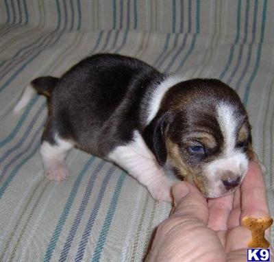 Puppies in OK
